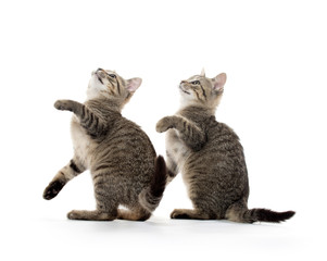 two tabby kittens