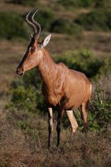 Naklejka na ściany i meble Red Hartebeest Antelope