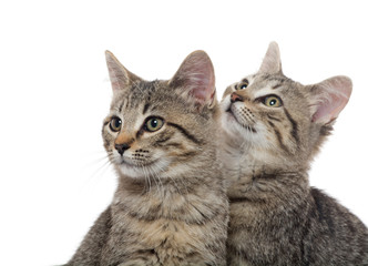 two tabby kittens