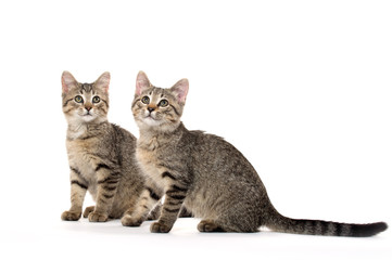 two tabby kittens