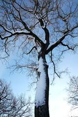 Kalher Baum im Winter schneebedeckt