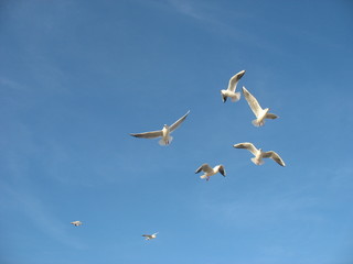 Чайки кружатся в небе