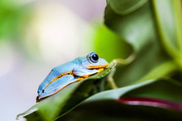 Colorful theme of exotic frog