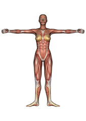 Female Anatomy Figure