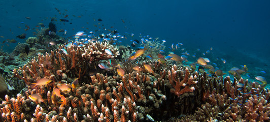 Naklejka na ściany i meble Photo of coral colony