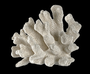 coral