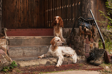 Gun dog near to shot-gun and trophies, horizontal, outdoors - obrazy, fototapety, plakaty