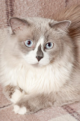 Fototapeta na wymiar beige cat lying on bed
