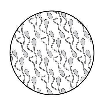 spermatozoa under a microscope