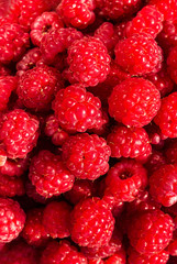 Heap of Fresh sweet raspberries close up. Raspberry fruit backgr