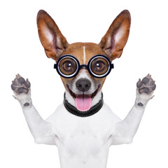 dumb crazy dog