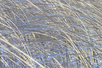 Winter grass shore
