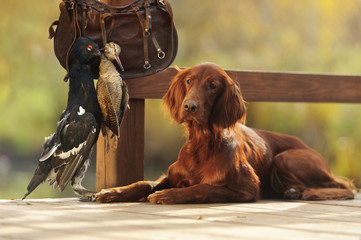 Gun dog near to trophies, horizontal, outdoors