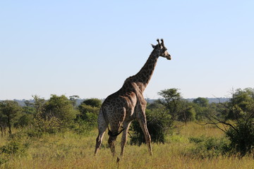 Giraffe