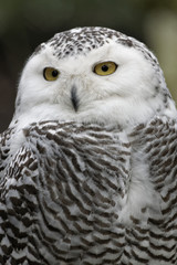 Schnee-Eule (Bubo scandiacus)