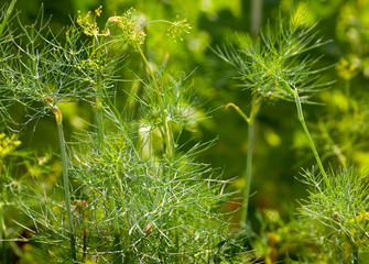 dill herb closeup