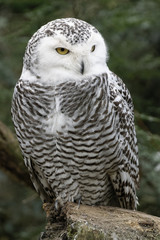 Schnee-Eule (Bubo scandiacus)