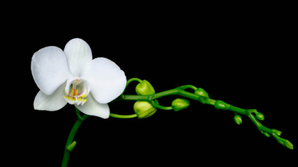 Fototapeta na wymiar First flower on white phalaenopsis orchid