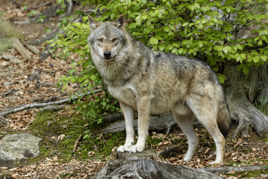 Wolf (Canis lupus) © waidmannsheil