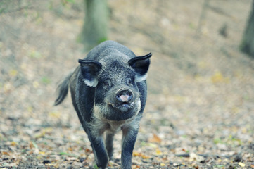 Wild boar in forest