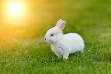 Funny baby white rabbit in grass