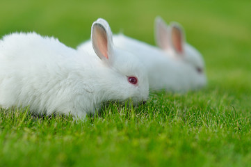 Funny baby white rabbit in grass