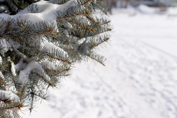 Winter snow on a pine tree