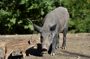 Wild boar in forest
