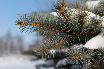 Closeup of green pine needles covered in snow
