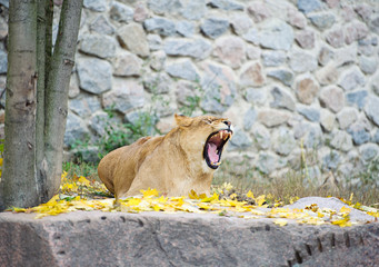 Roaring lion