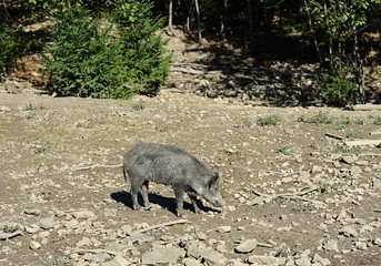Wild boar in forest