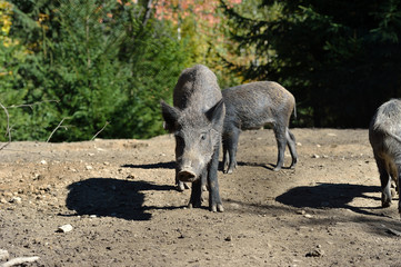 Wild boar in forest
