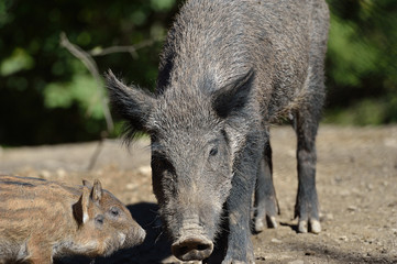 Wild boar in forest