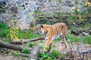 Fototapeta na wymiar Amur Tigers