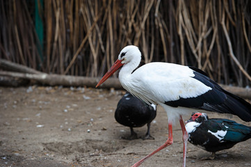 White stork