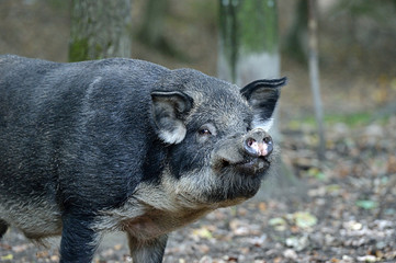 Wild boar in forest