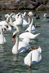 łabędź © lajdaczysko