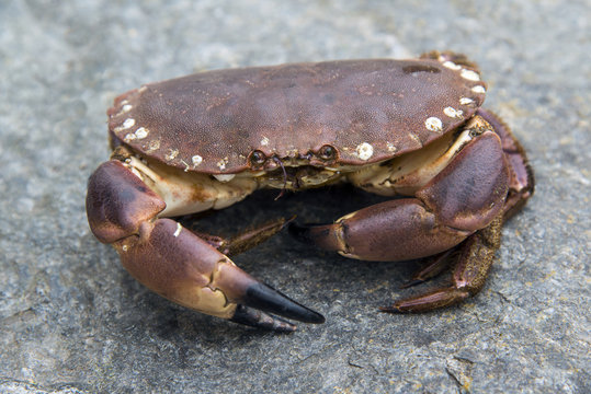 Edible Crab - Cancer pagurus