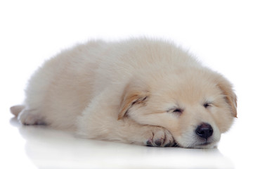 Nice dog with soft white hair sleeping