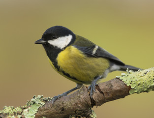 Obraz premium Ornitología silvestre