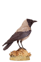 Nebelkrähe (Corvus corone cornix)