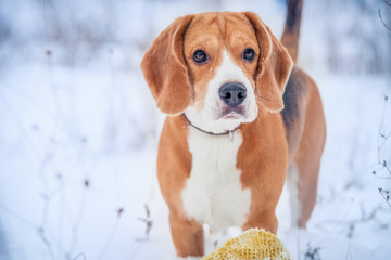 Cute beagle winter portrait