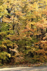 autunno in foresta foglie gialle