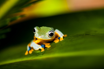 Colorful jungle theme with frog, vivid colors