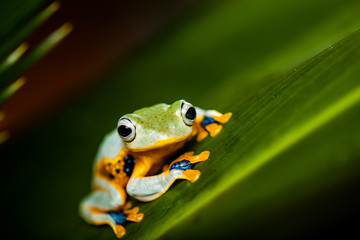 Colorful jungle theme with frog, vivid colors