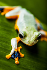 Exotic frog in the jungle