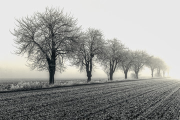 Baumreihe im Nebel mit Reif im Winter