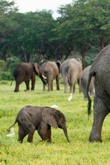 Elefantenbaby vor Herde