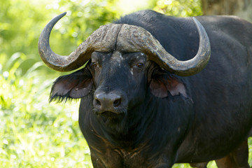 Wasserb&uuml;ffel Portrait