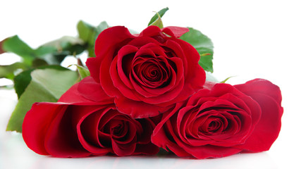 Beautiful red roses isolated on white